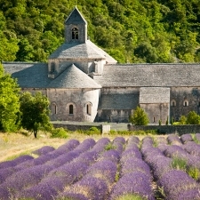 Provence – lavender fields in front of the camera lens