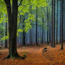 Tříbarevný les