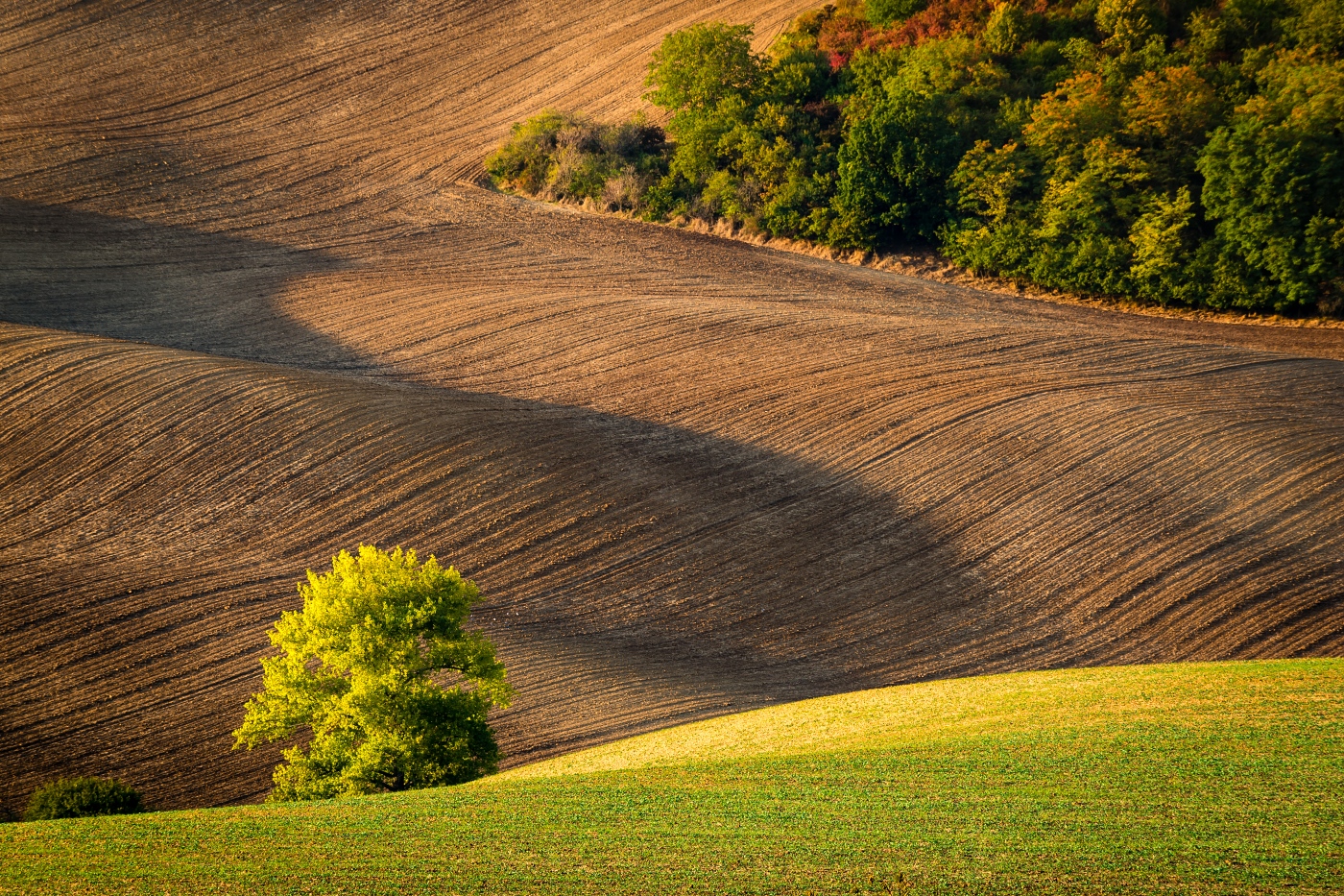 Moravian spring