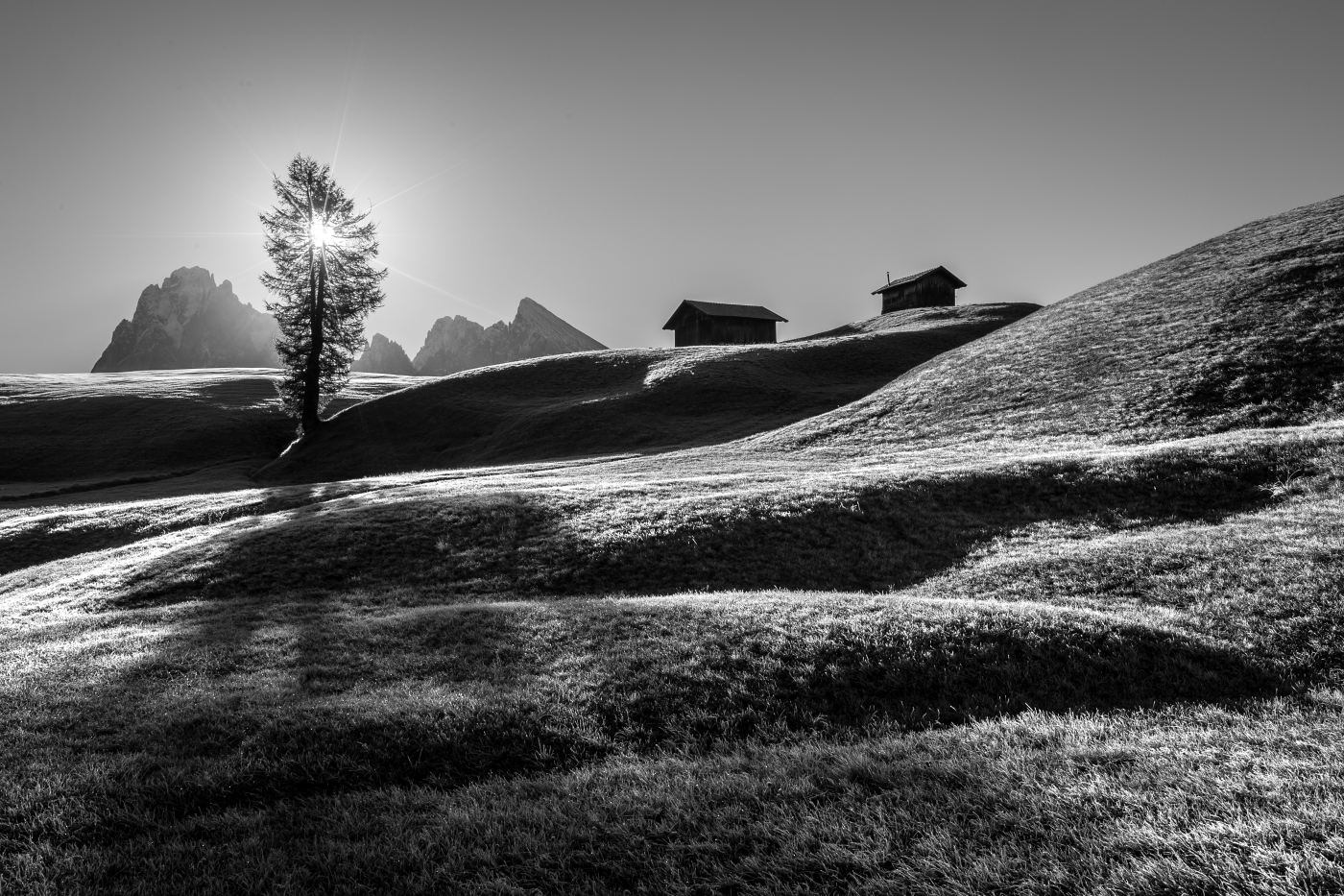 Mossy mountain carpet