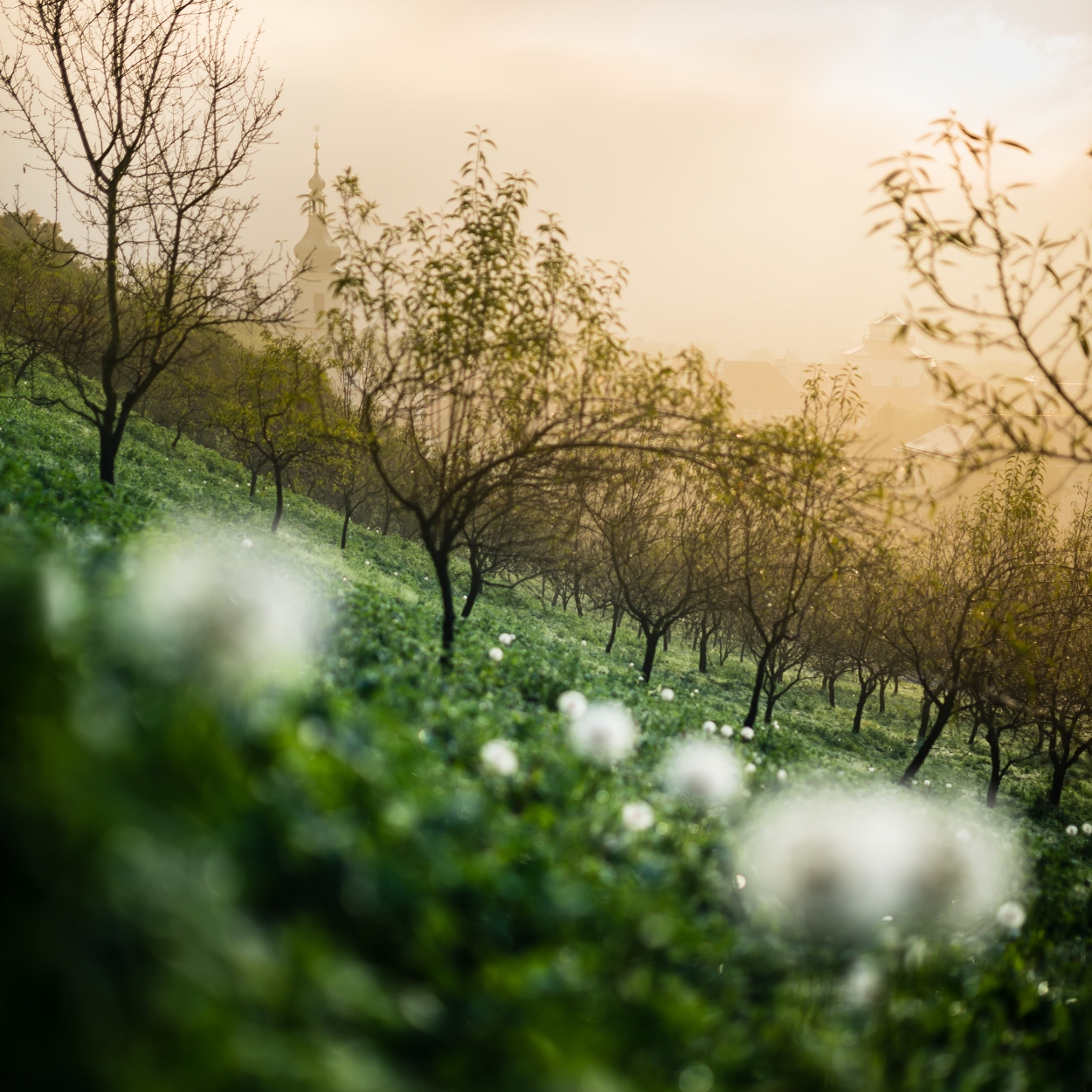 Spring orchard