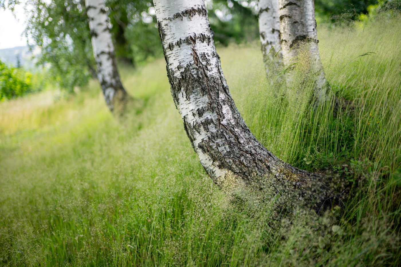 Summer Birches
