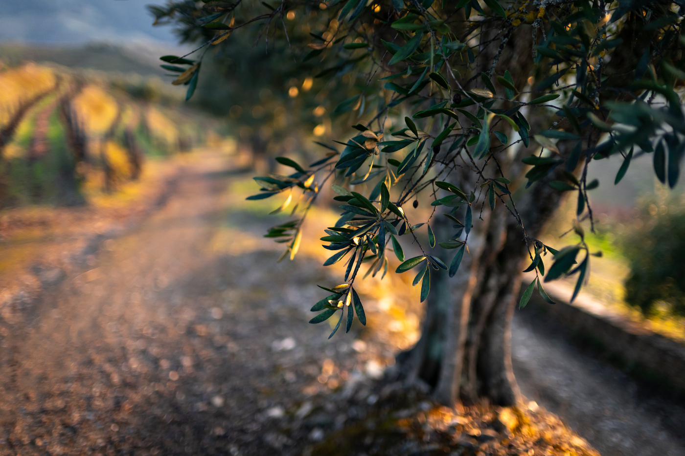 The Olive Tree Touch