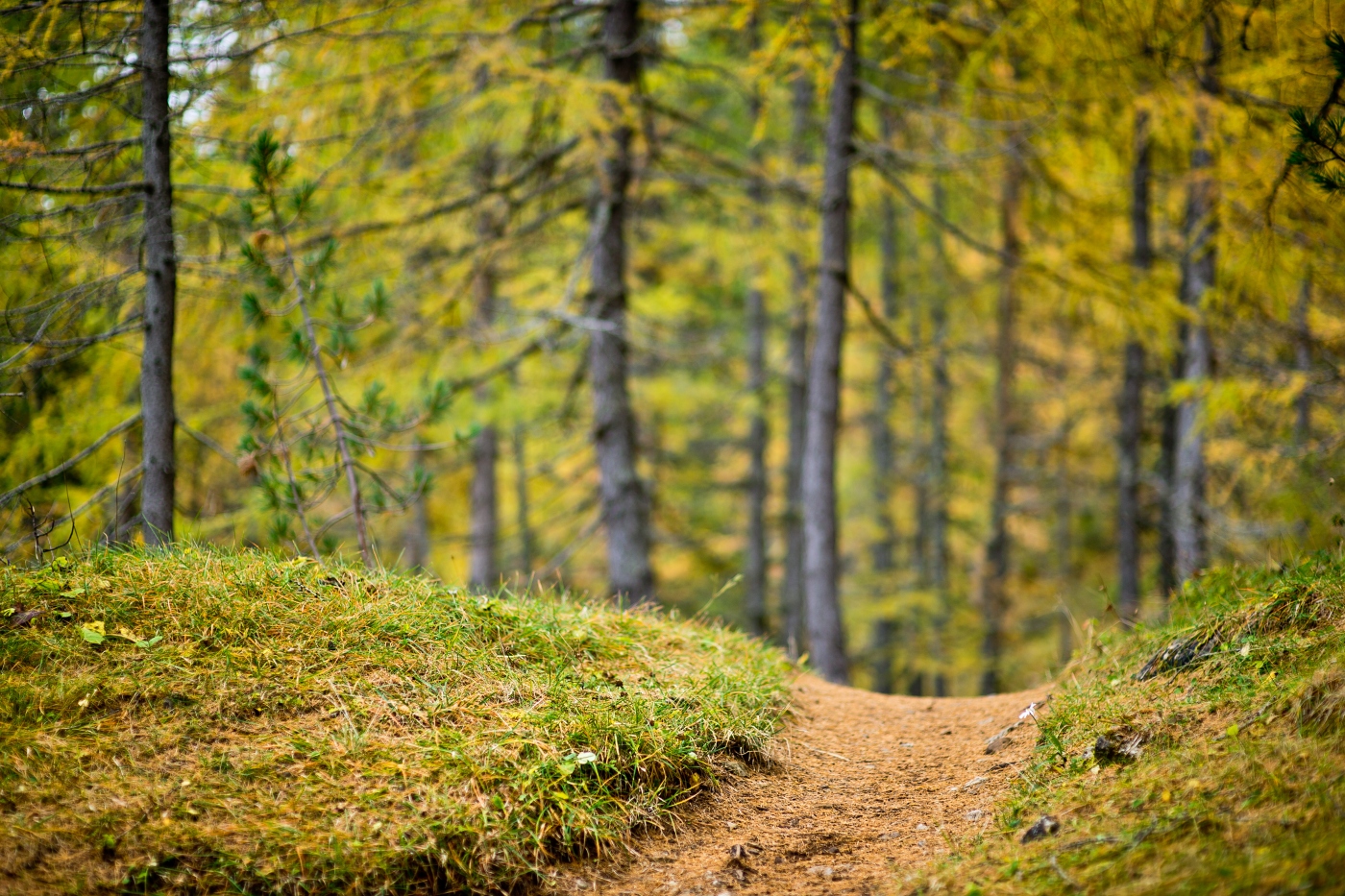 The path autumn hid