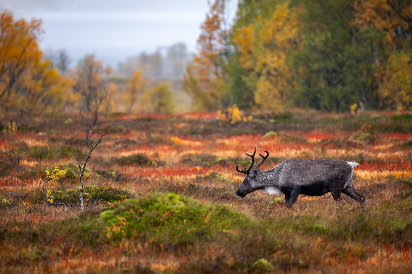 Walking the fiery land