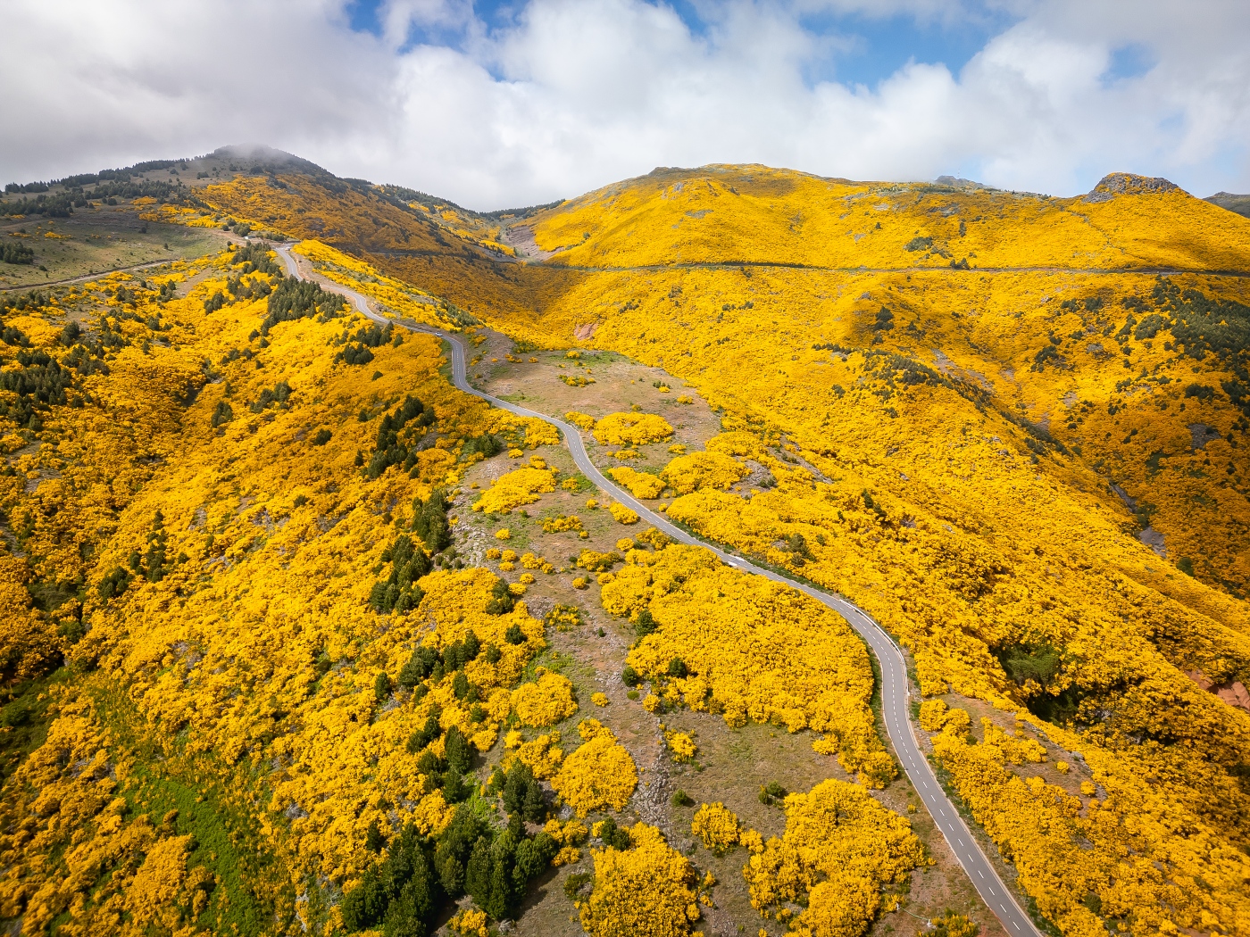 Yellow Realms