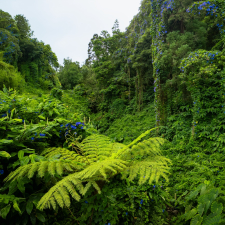 Blossoming Jungle