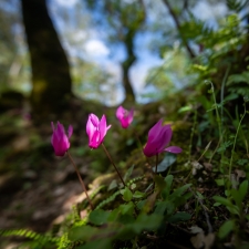 Cyclamen Grove