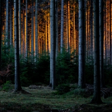 Evening fire