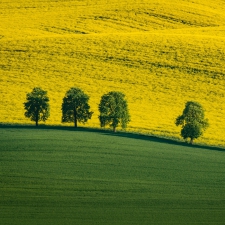 Five pilgrims