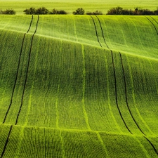 Green carpets