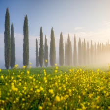 Row of the trees