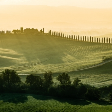 The cypresses of Tuscany