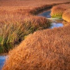 Through the orange land