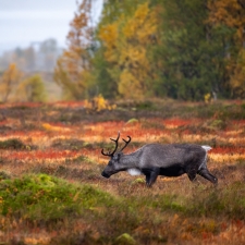 Walking the fiery land