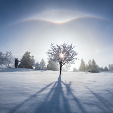 Winter Visitors