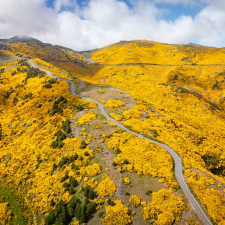 Yellow Realms